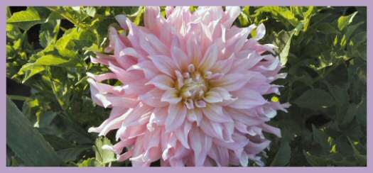 Hayırlı bir gün – 31-07-2022