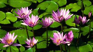 Hasan Hüseyin Varol – NAHL suresi