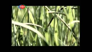 SIR – Hacı Bayram-ı Veli Hazretleri