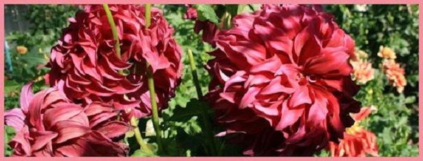 Hayırlı bir gün – 28-08-2017