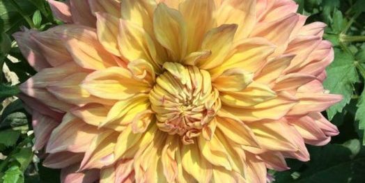 Hayırlı bir gün – 28-01-2019